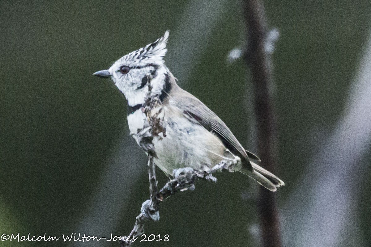 Crested Tit; Herrerillo Capuchino