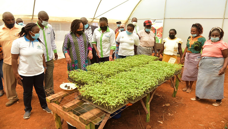 Governor Anne Waiguru, county officials and farmers at Mwihoko Jericho Women Group tomato greenhouse in Thiba, Mwea.