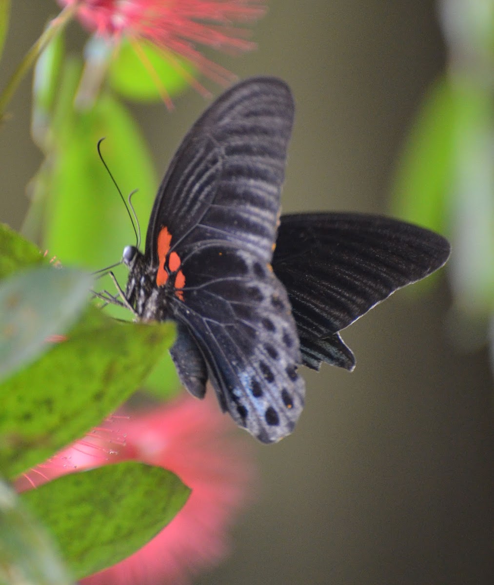 Great Mormon Butterfly