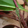 Regal Darner