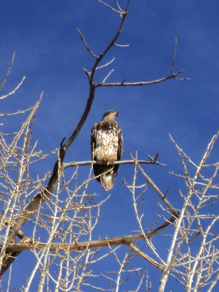 Bald Eagle