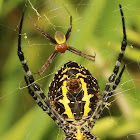 Oval St. Andrew's Cross Spider