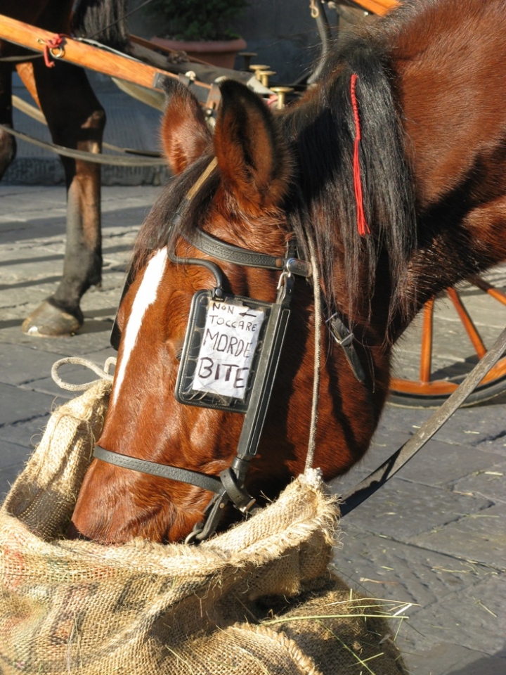 Cavallo da guardia di pizzicastelle