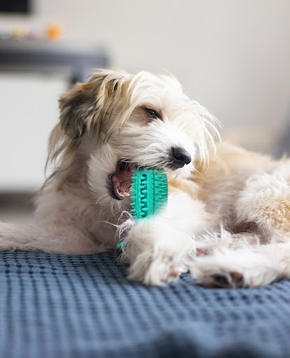 Title 10, Interactive Dog Balls with Squeakers and Chew T...