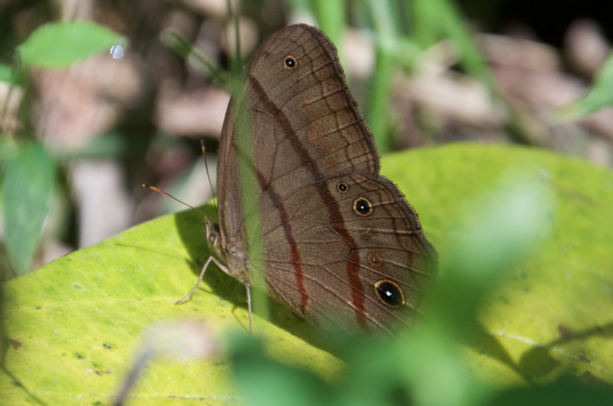 Wide bordered satyr