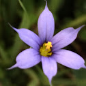 Blue-eyed Grass