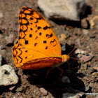 common leopard or spotted rustic