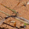 Scarlet Percher (female)