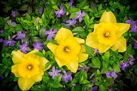 Three Daffodils in Blooming Periwinkle Photograph by Adam Romanowicz