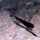 Damselfly