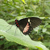 Pink Cattleheart Butterfly, Transandean Cattleheart