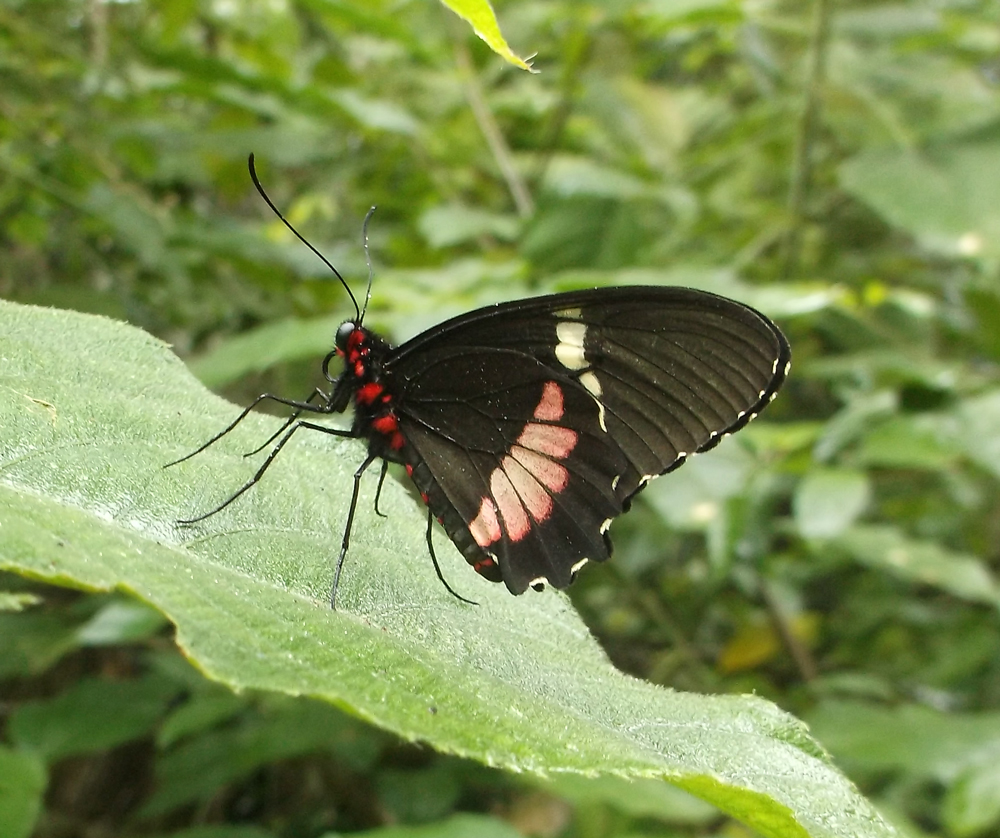 Pink Cattleheart Butterfly, Transandean Cattleheart