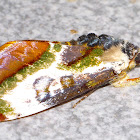 Wood Nymph Moth