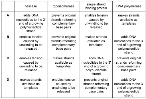 DNA replication