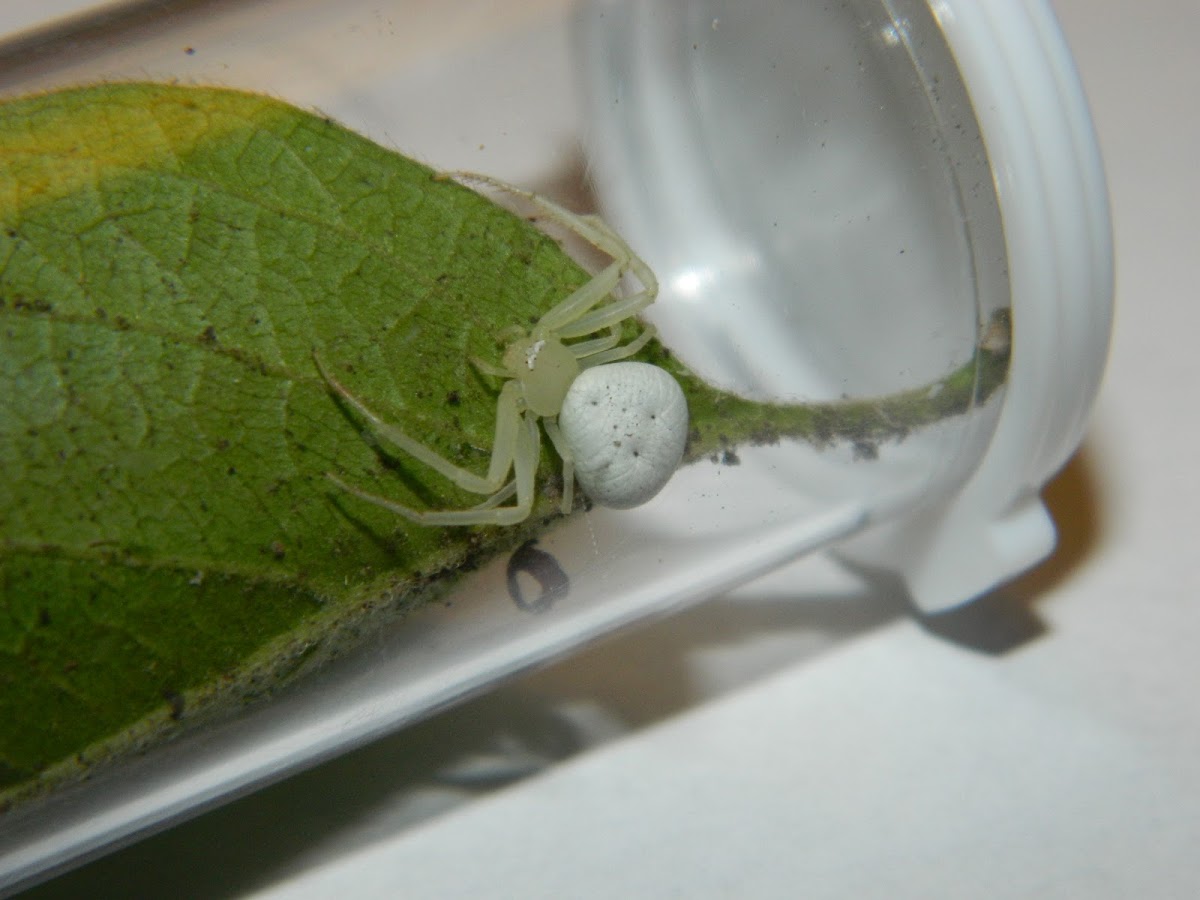 Green Crab Spider