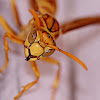 Yellow Paper wasp