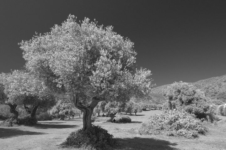 Maremma di mpoet