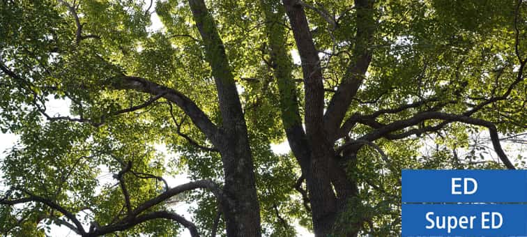 Accurate colour and high contrast example of a tree