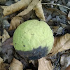 Eastern Black Walnut nut