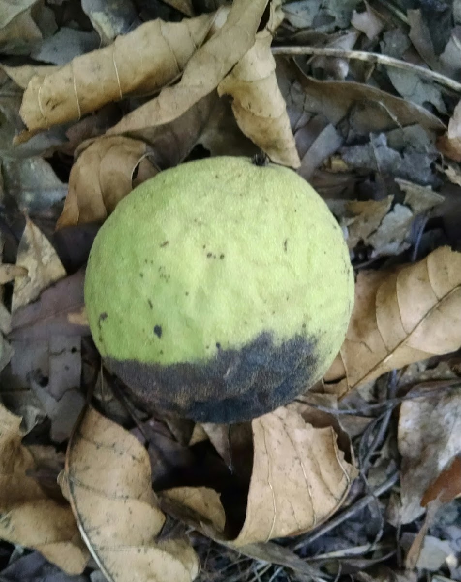 Eastern Black Walnut nut