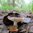 amanita