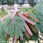 Albizia