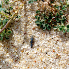 Seven-spot Ladybird (Larva)