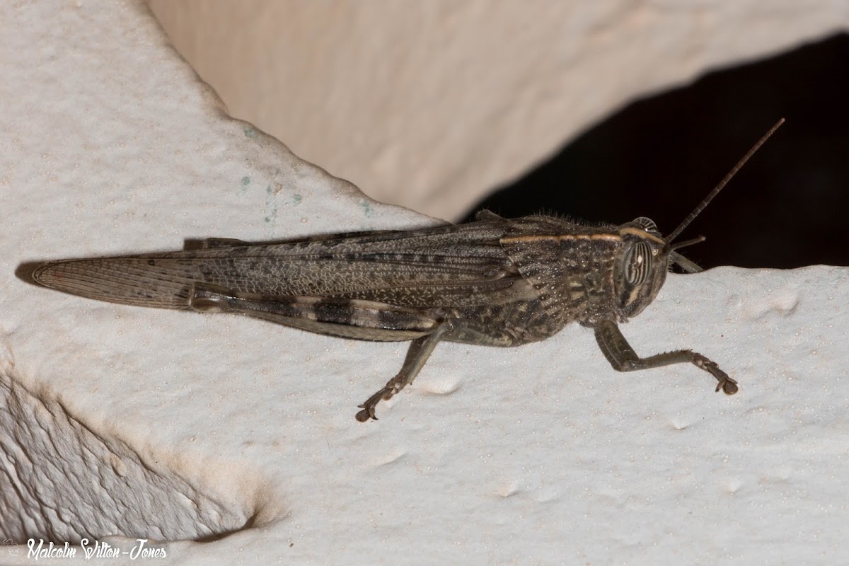 Egyptian Grasshopper