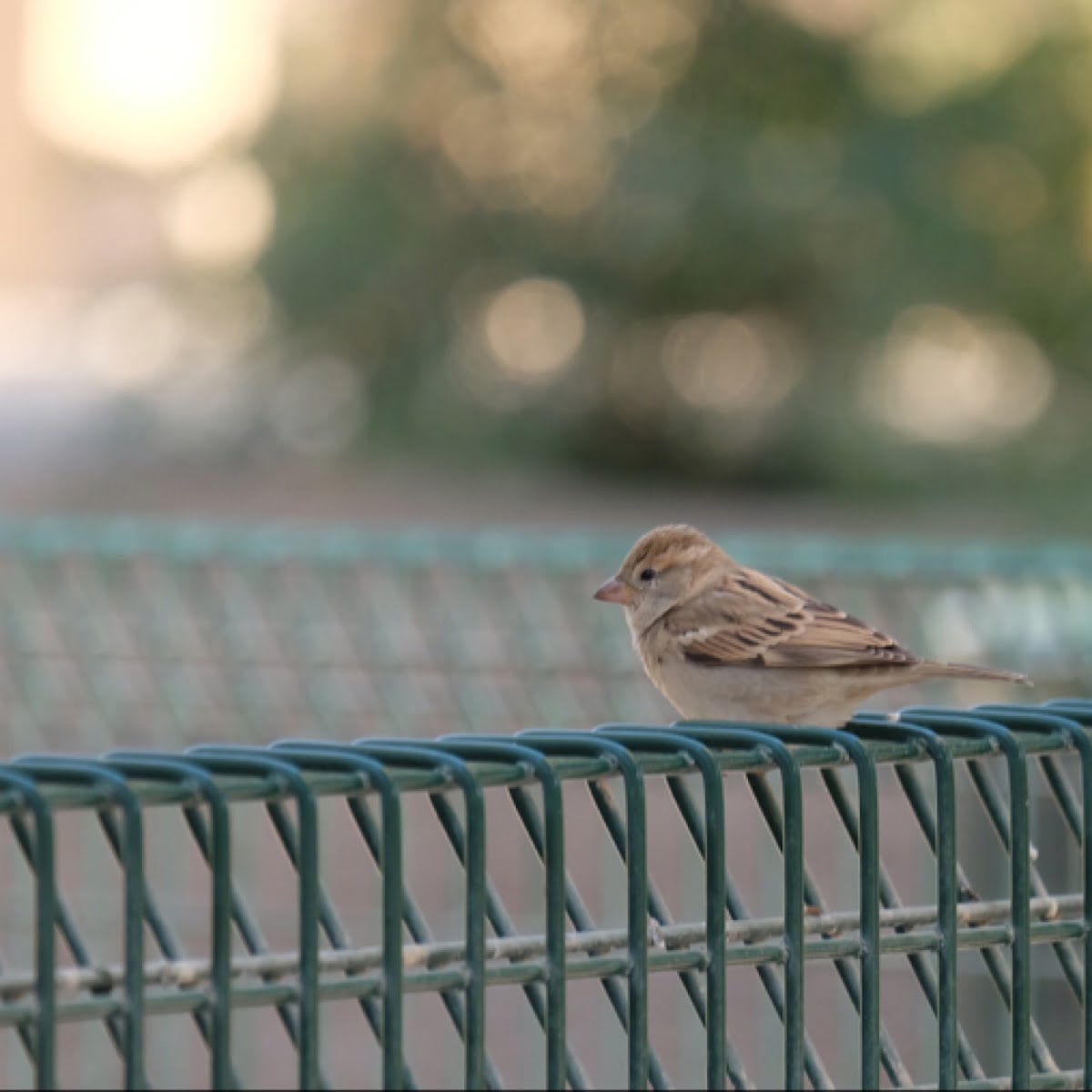 House Sparrow - female