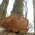 Birch Polypore