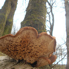 Birch Polypore