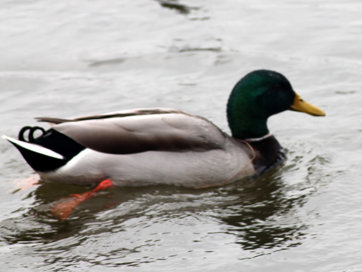 Mallard Ducks