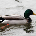 Mallard Ducks