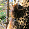 American Red Squirrel