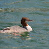 Common merganser