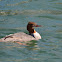 Common merganser