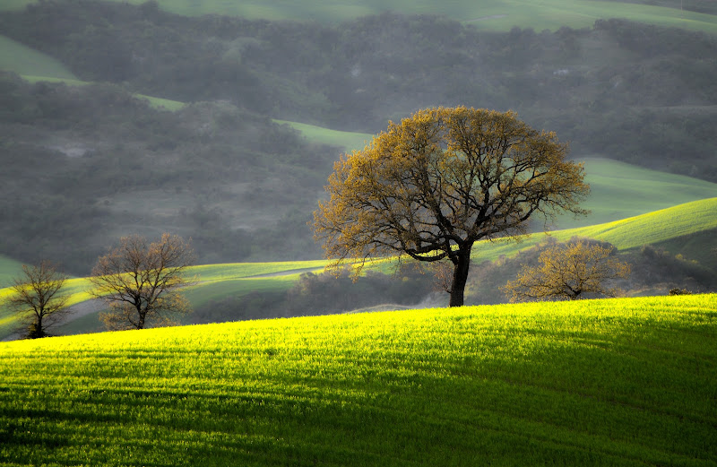 verde di mille verdi di stefanoconsoli3