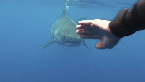 Jaws thumbnail