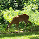 White tailed deer