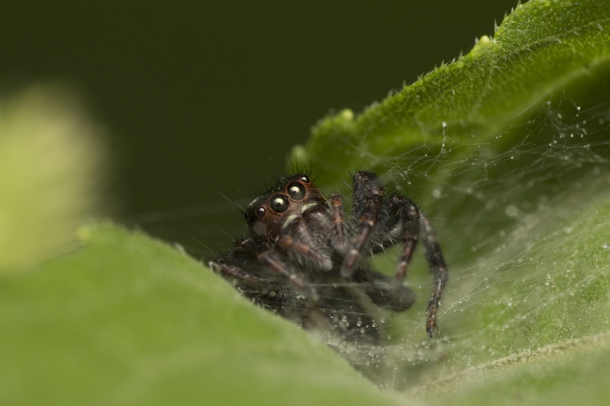 Jumping spider