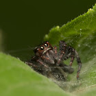 Jumping spider