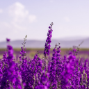 Purple flower garden