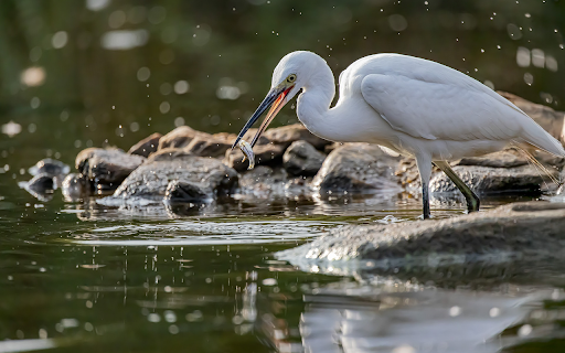 Stork Catching Fish screenshot 1