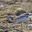 Semipalmated Plover