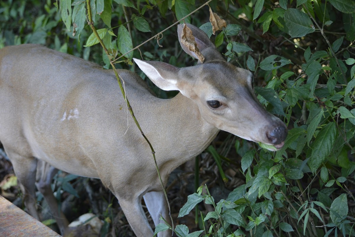 White Tailed Deer