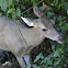 White Tailed Deer