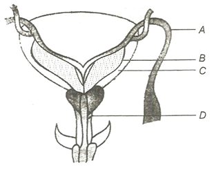 Male Reproductive System