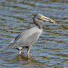 Little Blue Heron