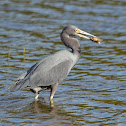 Little Blue Heron