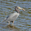 Little Blue Heron